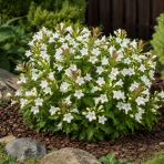 Vajgela kvetnatá (Weigela florida) ‘PICOBELLA BIANCO’- výška 25-35 cm, kont. C3L
